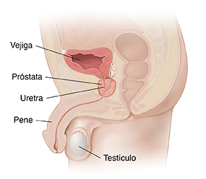 Corte transversal de una pelvis masculina donde se ven los órganos reproductores.
