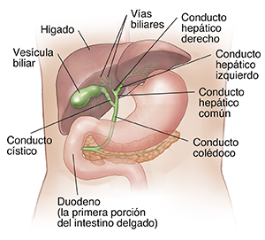 Vista frontal de un torso donde se ven el hígado, la vesícula biliar y las vías biliares.