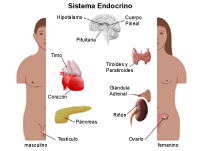 Anatomía del sistema endocrino en mujeres y hombres
